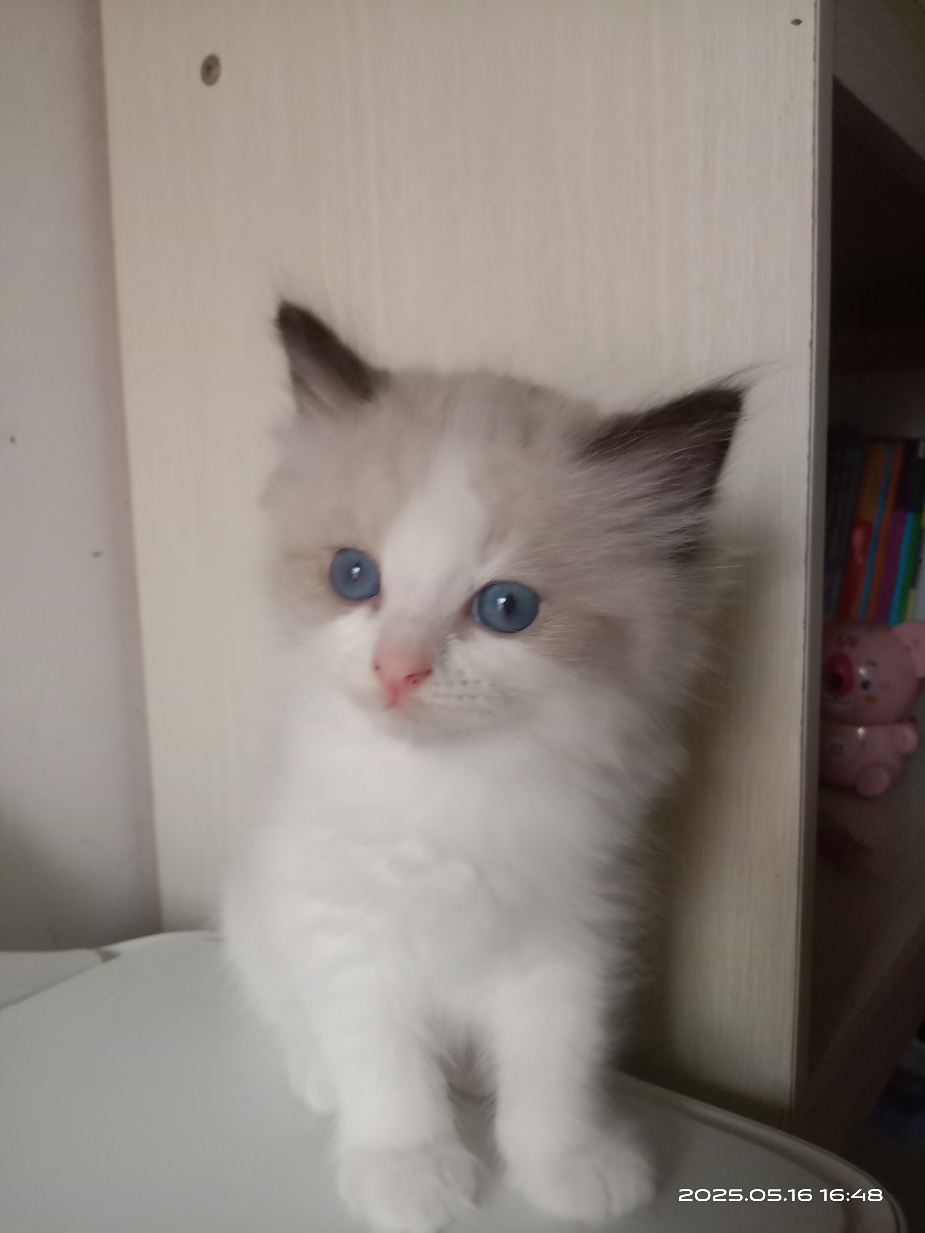有几只海双布偶猫出售，即将两个月，活泼可爱，会用猫砂，会吃猫粮，预定从速